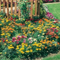 Gazania Ibridi