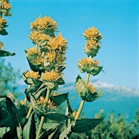 Gentiana lutea