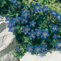 Gentiana septemfida