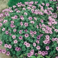 Geranium cinereum