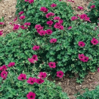 Geranium cinereum var. subcaulescens