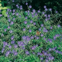 Geranium 'Brookside'