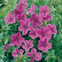 Geranium 'Dilys'