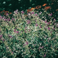 Geranium phaeum 'Samobor'