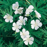 Geranium pratense