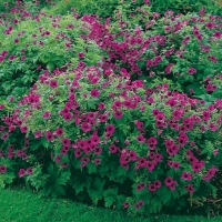 Geranium psilostemon 'Bressingham Flair'