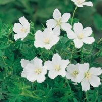 Geranium sanguineum