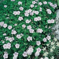 Geranium sanguineum var. striatum