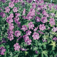 Geranium 'Sirak'