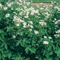 Geranium sylvaticum