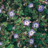 Geranium wallichianum 'Buxton's Variety'
