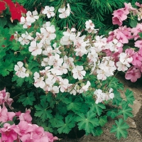 Geranium x cantabrigiense