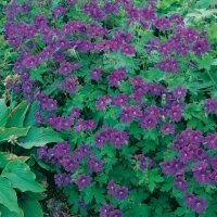 Geranium x magnificum