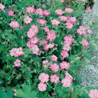 Geranium x riversleayanum 'Mavis Simpson'