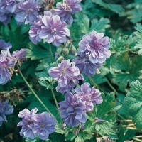 Geranium himalayense 'Gravetye'