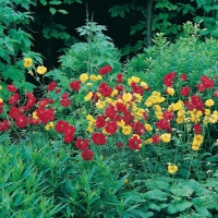 Geum chiloense 'Mrs Bradshaw'