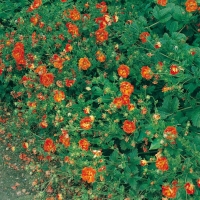 Geum Ibridi