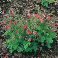 Geum rivale 'Leonard's Variety'