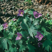 Glaucidium palmatum