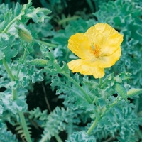 Glaucium flavum