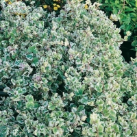 Glechoma hederacea