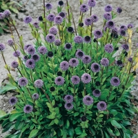 Globularia cordifolia