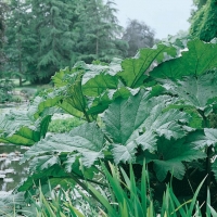 Gunnera manicata