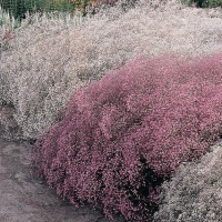 Gypsophila paniculata