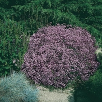 Gypsophila 'Rosenschleier'