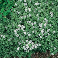 Hebe 'Emerald Green'