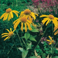 Helenium hoopesii