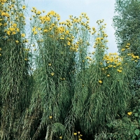 Helianthus salicifolius