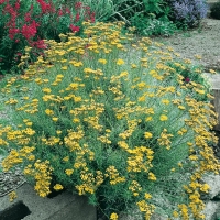 Helichrysum italicum serotinum