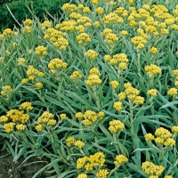 Helichrysum 'Schwefellicht'