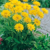 Heliopsis helianthoides