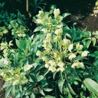 Helleborus argutifolius