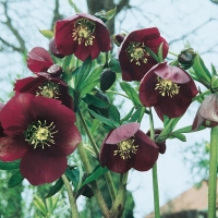 Helleborus 'Atrorubens'