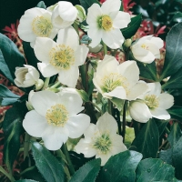 Helleborus niger