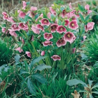 Helleborus orientalis Ibridi