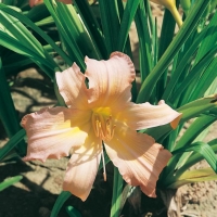 Hemerocallis Spider