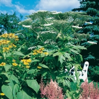 Heracleum mantegazzianum