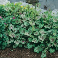 Heuchera americana 'Ring of Fire'