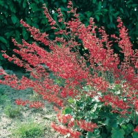 Heuchera x brizoides