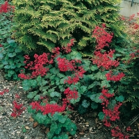 Heuchera sanguinea