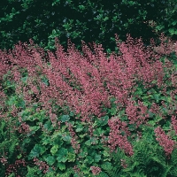 x Heucherella tiarelloides