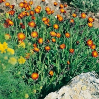 Hieracium aurantiacum