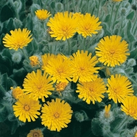 Hieracium villosum