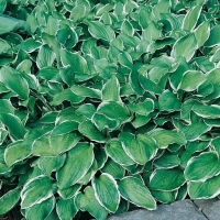 Hosta decorata decorata