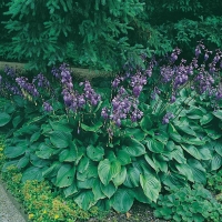 Hosta ventricosa