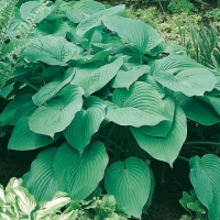 Hosta montana